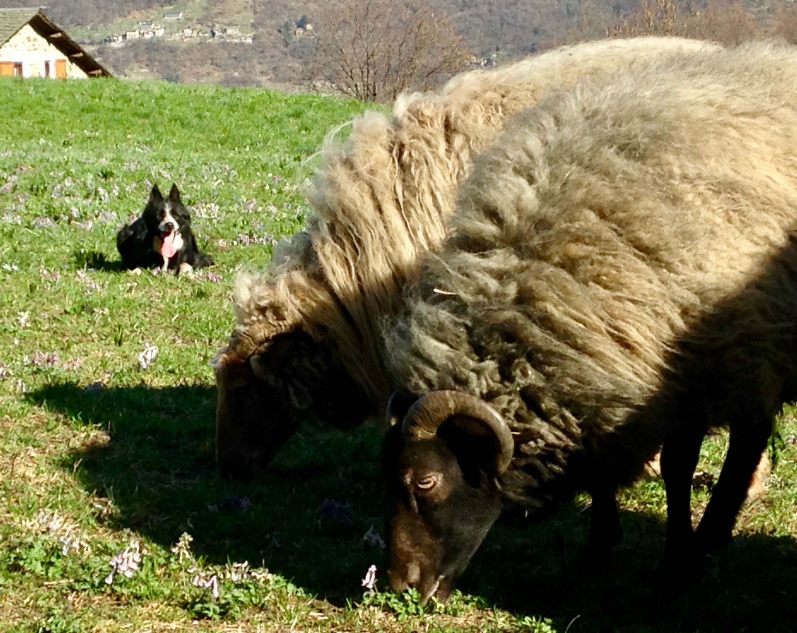 agriturismo ortesida